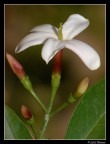 Jasminum officinale ( Gelsomino ) Jasminum officinale ( Gelsomino )