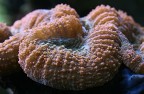Toccare questo corallo molle  una goduria incredibile,  impalpabile... indescrivibile...