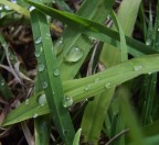 Incroci_Lacrime di Pioggia Incroci_Lacrime di Pioggia