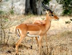 Impala Impala