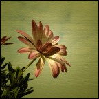 When I'm Sunny When I'm Sunny