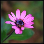 Colori Naturali Colori Naturali