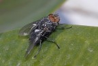 mosca su foglia mosca su foglia