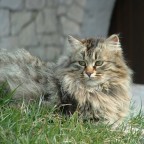 Un gatto di nome "Pepe" Un gatto di nome "Pepe"