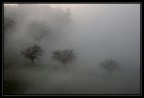 Trees in the Fog Trees in the Fog