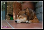 la mia cagnolina... "Sukiko" in giapponese vuol dire "Bella ragazza"