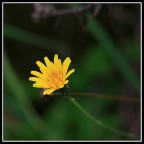 Piccolo fiore Piccolo fiore