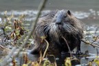 Nutria Nutria