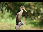 cormorano perplesso