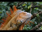 iguana rosso