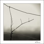 Winter Shrubs, Calcinaia, Italy, 2006. Nr.02 Winter Shrubs, Calcinaia, Italy, 2006. Nr.02