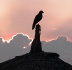 solitario al tramonto solitario al tramonto