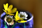 Fiori di campo