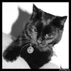 Vi presento Pif... o Piffero per gli amici Vi presento Pif... o Piffero per gli amici