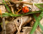 coccinella coccinella