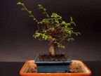 bonsai2