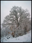 albero bianco albero bianco