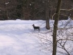 Un capriolo sulla neve Un capriolo sulla neve