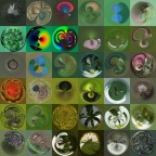 collage verde collage verde