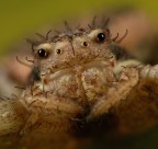 Primo piano del ragno Primo piano del ragno