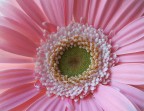 Gerbera Gerbera