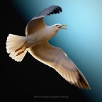 Gabbiano III bis Gabbiano III bis