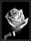 Rosa B&W Rosa B&W