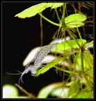 Caridina Japonica