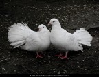 I due piccioncini I due piccioncini
