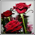 Rose rosse per te Rose rosse per te