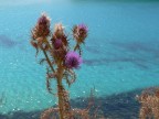 Lampedusa Cardo Lampedusa Cardo