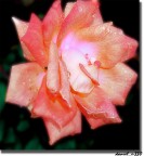 effetto bagnato effetto bagnato