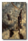 foglia secca foglia secca