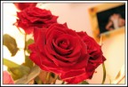 Rose #4