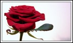 Rose #5 Rose #5