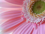 Gerbera 2 Gerbera 2