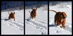 Dinamismo di un cane...Umba on the snow!:)