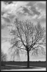 Albero Albero