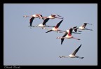 Fenicotteri al volo Fenicotteri al volo