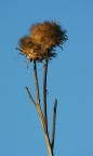 cose semplici della natura... cose semplici della natura...