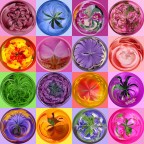 Sfere di Fiori Sfere di Fiori