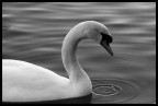 Cigno #1 B&w Cigno #1 B&w