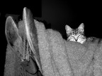 Il gatto con gli stivali Il gatto con gli stivali