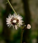 ultimi semi. ultimi semi.