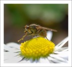 Scorpacciata Scorpacciata