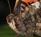 Profilo di farfalla Profilo di farfalla