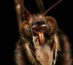 Primo piano di farfalla Primo piano di farfalla