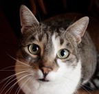 Gigi - Surviving Darwin Gigi - Surviving Darwin