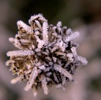 Brillanti del mattino 3 Brillanti del mattino 3