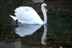 Cigno riflesso Cigno riflesso